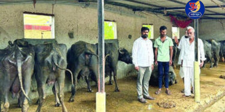 12 buffalos suffered from food poisoning in nimgaon mhalungi shikrapur pune