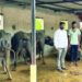 12 buffalos suffered from food poisoning in nimgaon mhalungi shikrapur pune