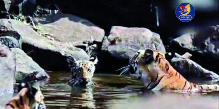 Tiger with her two whelp in water in tadoba jungle due to heat