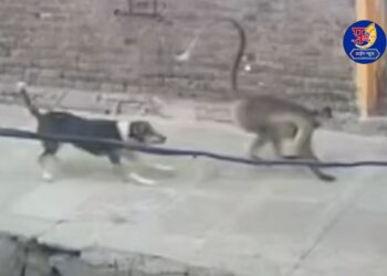monkey died in stray dog attack in dorlewadi baramati pune