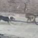 monkey died in stray dog attack in dorlewadi baramati pune