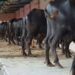 Nine buffalo died due to electricity current in ahmednagar