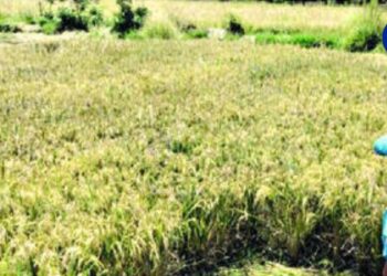 rice crop in danger due to weather changes raigad