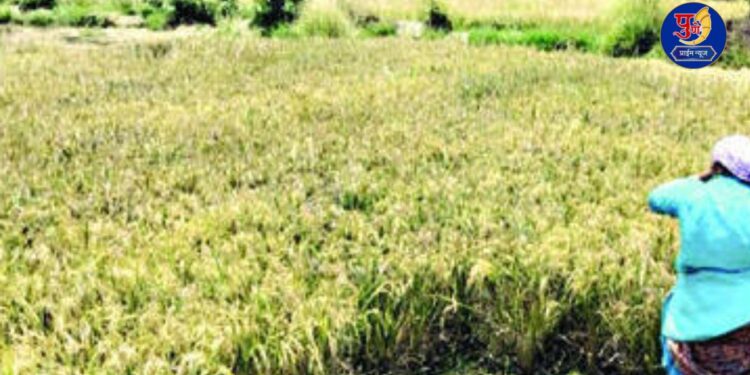 rice crop in danger due to weather changes raigad