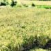 rice crop in danger due to weather changes raigad