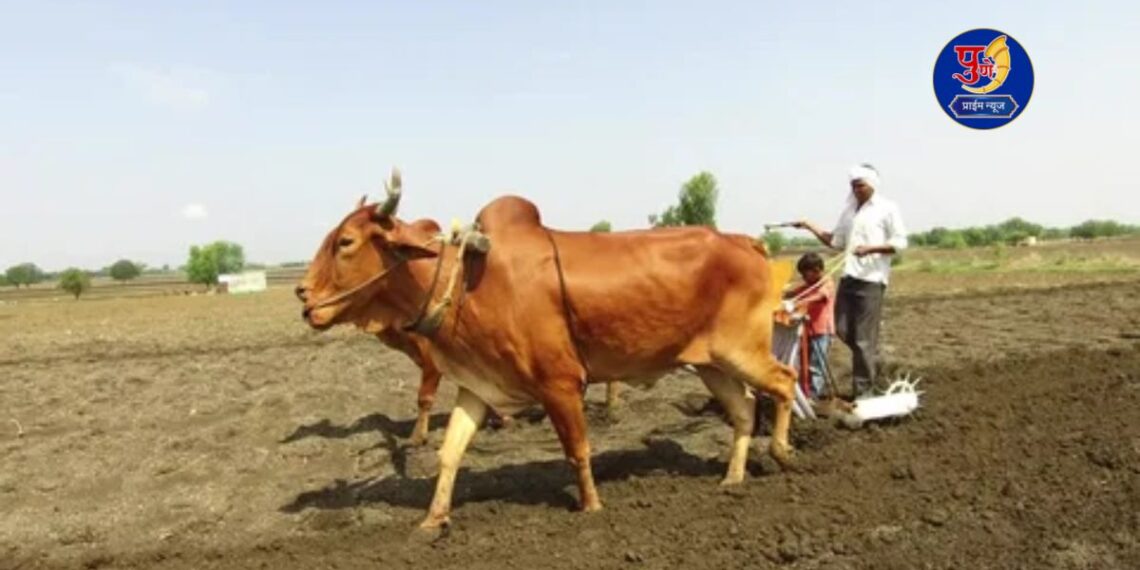 Farmers started pre kharip work in pune district