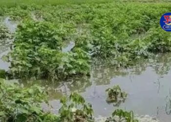 378 farmers 33 percent corps damaged in pune district