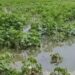 378 farmers 33 percent corps damaged in pune district