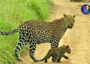 leopard with cub seen avsari khurd amebgaon pune