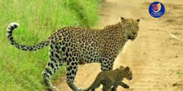 leopard with cub seen avsari khurd amebgaon pune