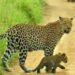 leopard with cub seen avsari khurd amebgaon pune