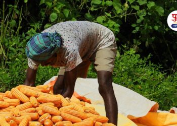 Farmers in hurry to take corn production