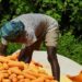 Farmers in hurry to take corn production