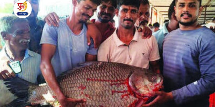 29 kg fish found ujjani dam bhihwan pune