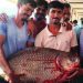29 kg fish found ujjani dam bhihwan pune