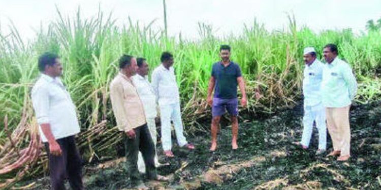 two acres sugarcane land caught with fire pune