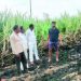 two acres sugarcane land caught with fire pune