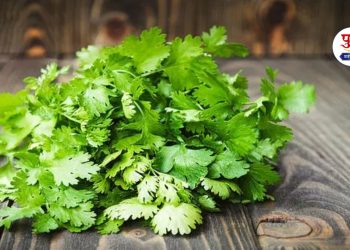 farmers faces difficulties as coriander price falls