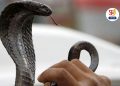 Snake dies after youth bites it in bihar