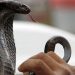 Snake dies after youth bites it in bihar
