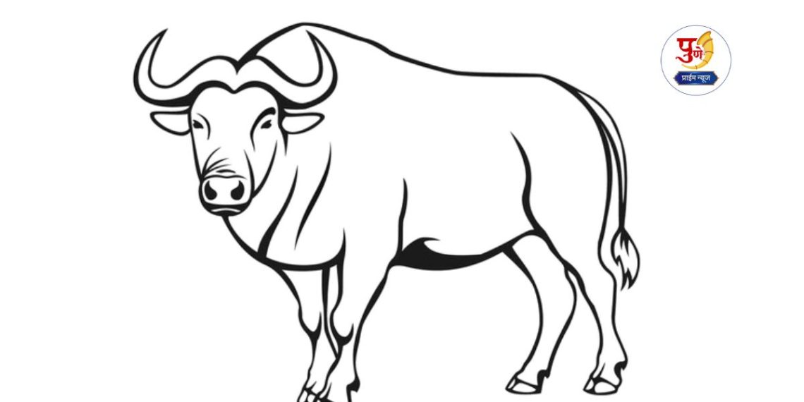 Buffalo injured in handmade bomb blast in nere bhor pune