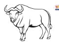 Buffalo injured in handmade bomb blast in nere bhor pune