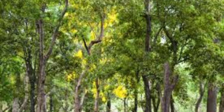 sandalwood tree theft in Savitribai Phule Pune University