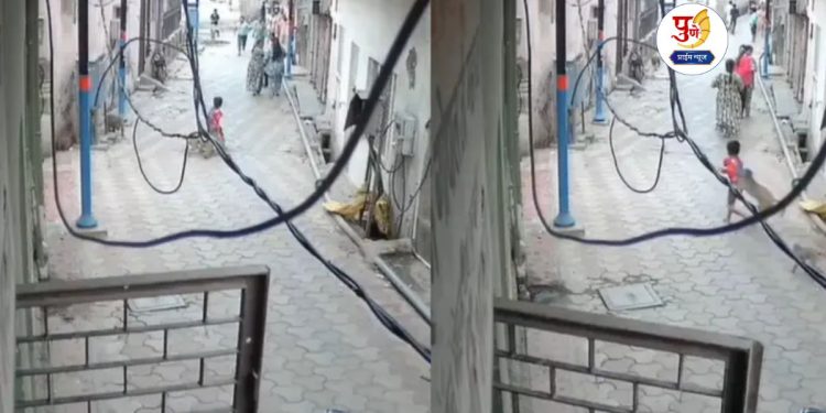 Monkeys Attack 5-Year-Old in UP's Mathura, Shocking Video Caught on Camera