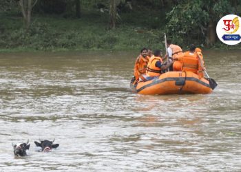 three cow rescued from indrayani flood pune