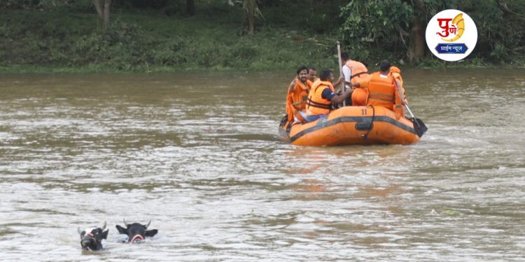 three cow rescued from indrayani flood pune