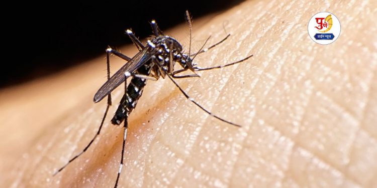 8 test positive for Zika virus in Pune tally stands at 45