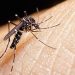 8 test positive for Zika virus in Pune tally stands at 45