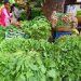 know how to take purchase of vegetable in rainy season