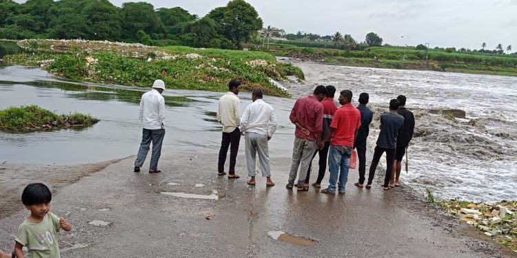 Water hyacinth menace chokes koregaon mul biwari bandhara uruli kanchan pune