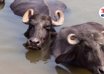 two buffalo missing flood in mhasle raigad