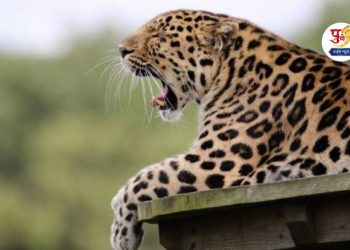 ten leopard shifted to gujrat in air condition ambulance from junnar