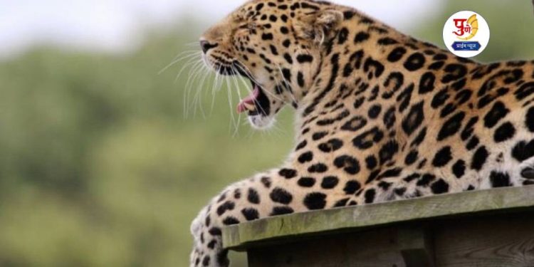 ten leopard shifted to gujrat in air condition ambulance from junnar