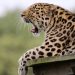 ten leopard shifted to gujrat in air condition ambulance from junnar