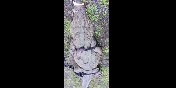 150 kg crocodile caught by forest team in ahmedpur Latur