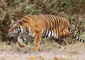 tiger attacked on two ox in chandrapur