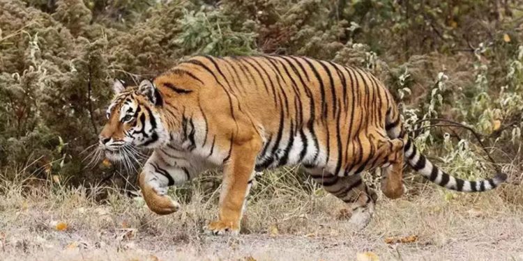 tiger attacked on two ox in chandrapur