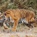 tiger attacked on two ox in chandrapur