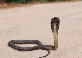 Animal friends caught couple with snake in shikrapur