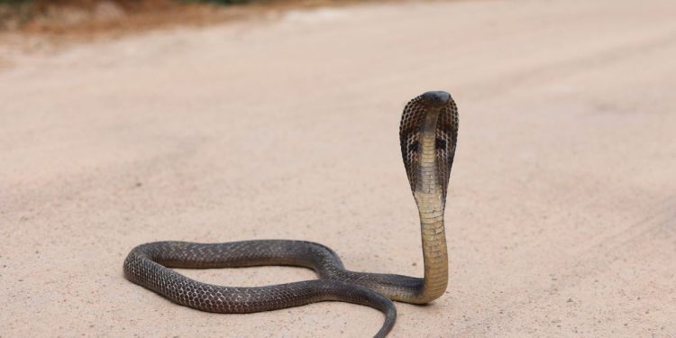 Animal friends caught couple with snake in shikrapur