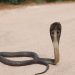 Animal friends caught couple with snake in shikrapur