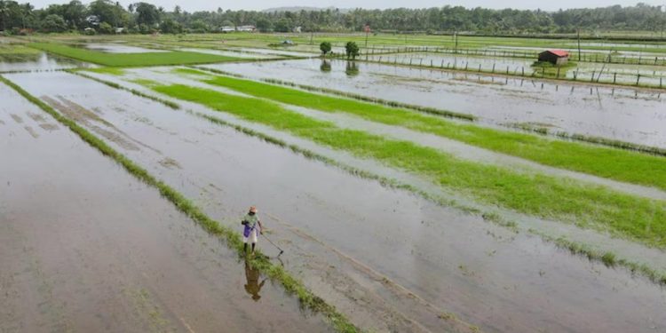 two crore aid for farmers for heavy rainfall loss pune