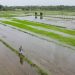 two crore aid for farmers for heavy rainfall loss pune