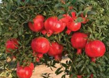 pomegranate gets 200 price per Kg baramati Pune