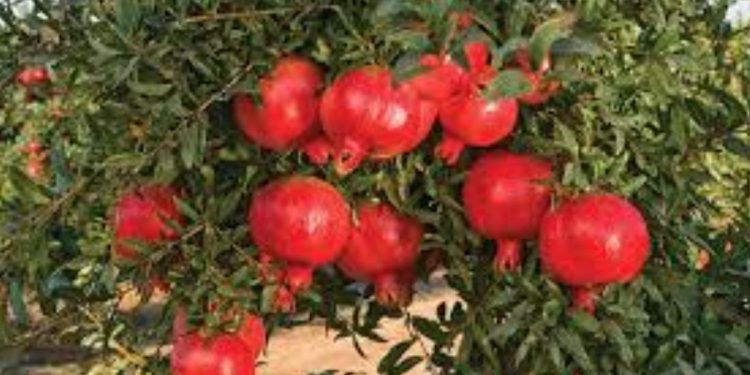 pomegranate gets 200 price per Kg baramati Pune