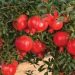 pomegranate gets 200 price per Kg baramati Pune